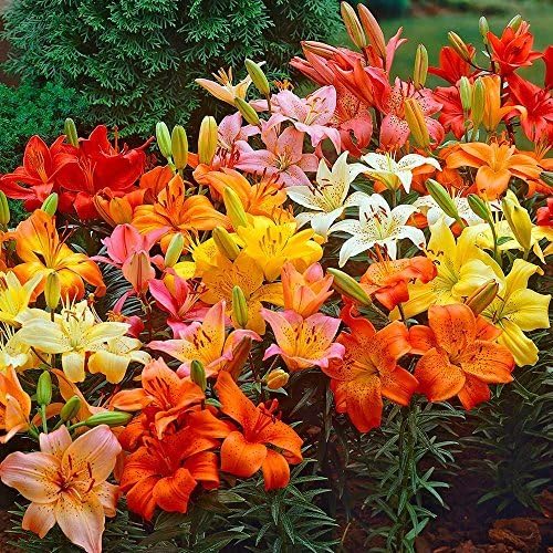 lily lilium flower seeds