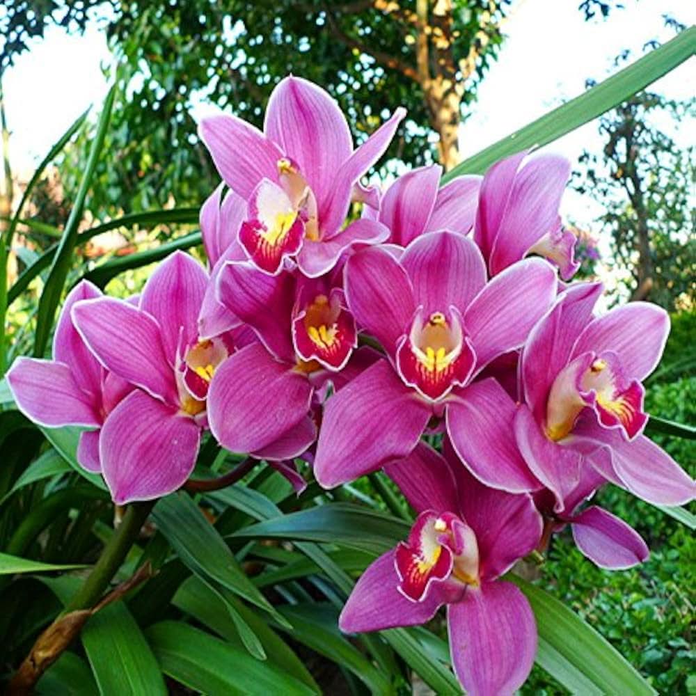 cymbidium faberi flower seeds
