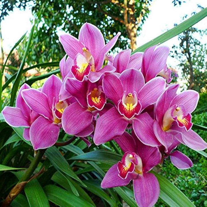 Cymbidium Faberi Elegant Ornamental Flower Flower Seeds for Home Garden Planting, Premium Organic