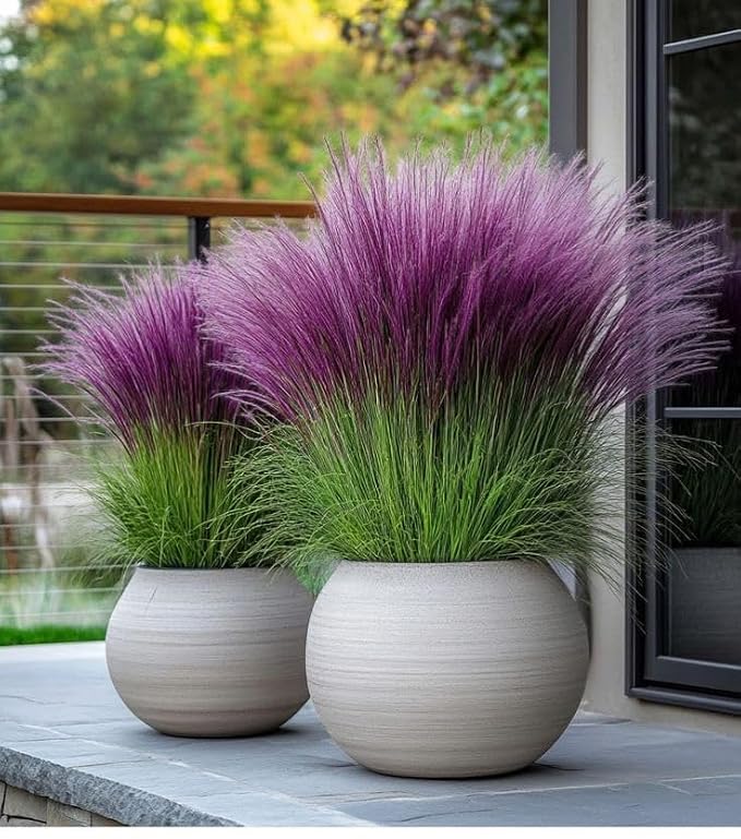 Marron and brown Pampas Grass Flower Seeds for Planting – Heirloom &amp; Non-GMO Ornamental Garden Seeds