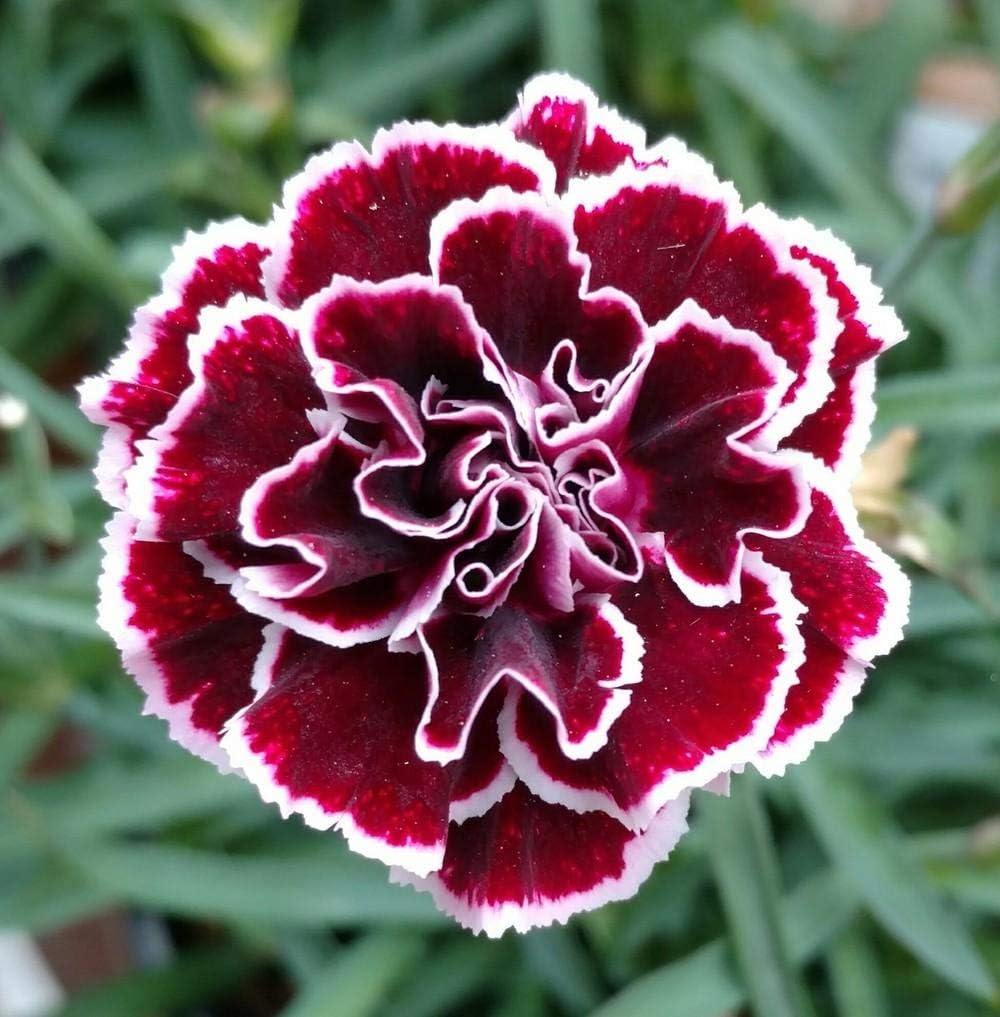 Maroon Mix Dianthus Caryophyllus Seeds for Planting
