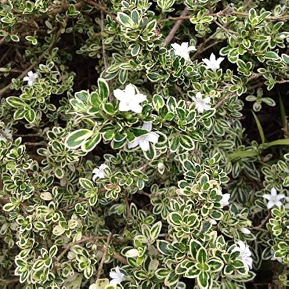 snow rose flower seeds