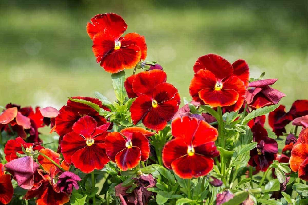 Heirloom Red Pansy Flower Seeds for Planting