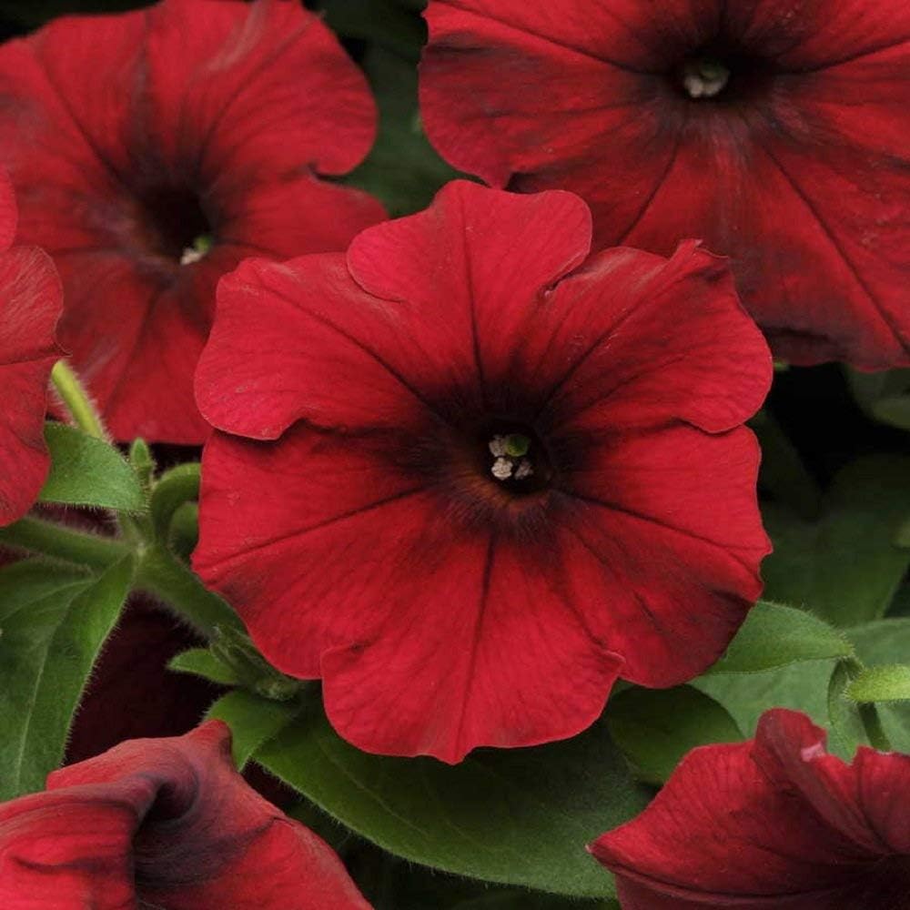 heirloom velour flower seeds