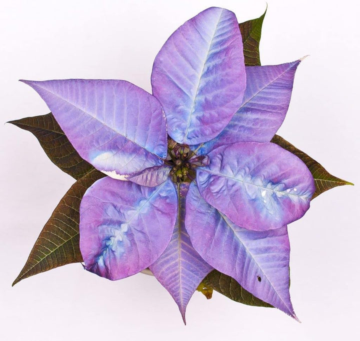 Flower Seeds, Seeds for Planting, Plant Seeds