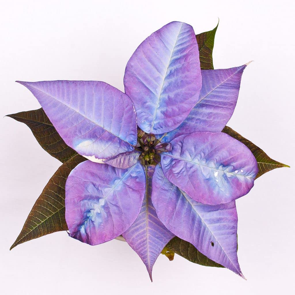 Purple Poinsettia Flower Seeds for Planting - 100 pcs