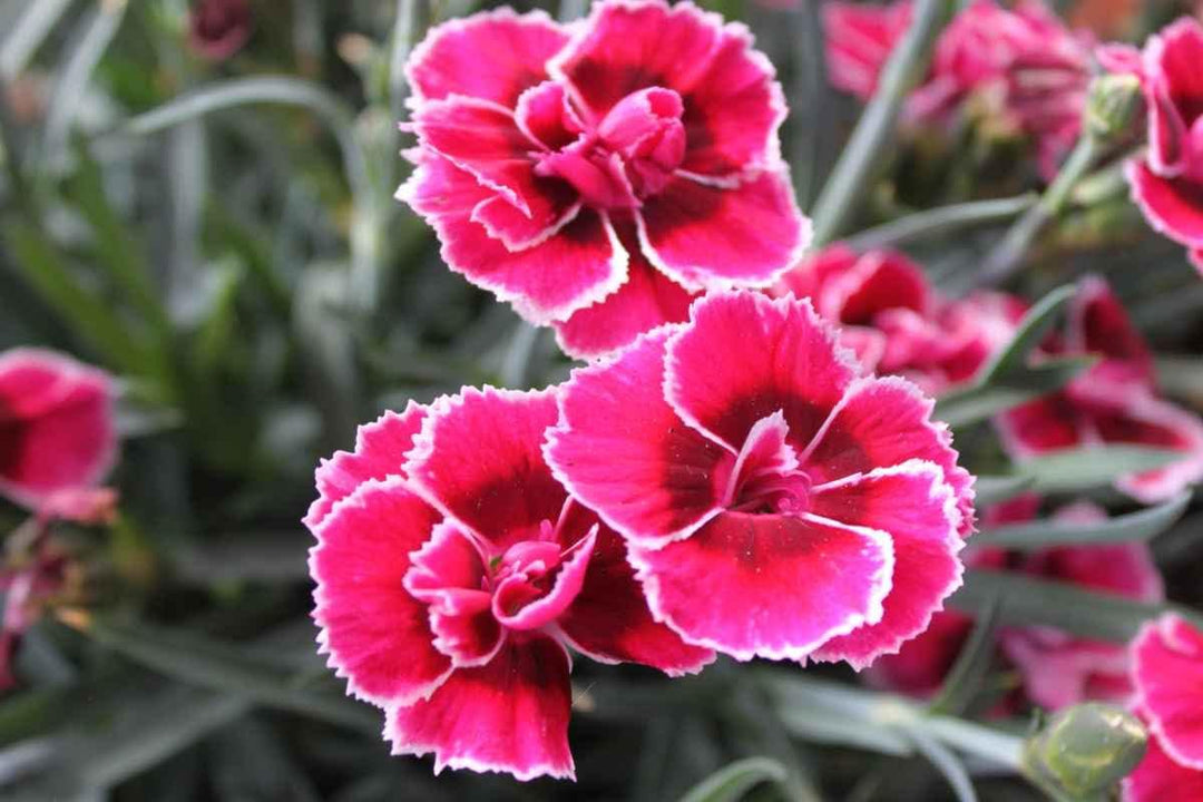 pink red flower seeds