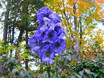 blue monkshood flower seeds