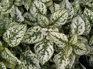white green flower seeds