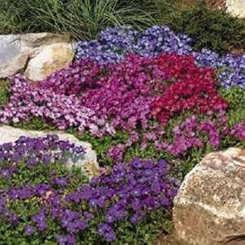 organic mixed flower seeds