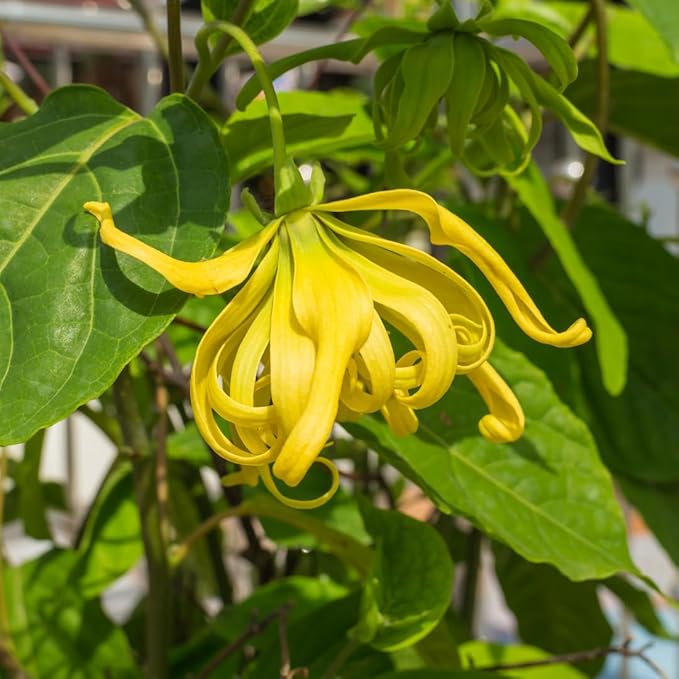 yellow organic flower seeds