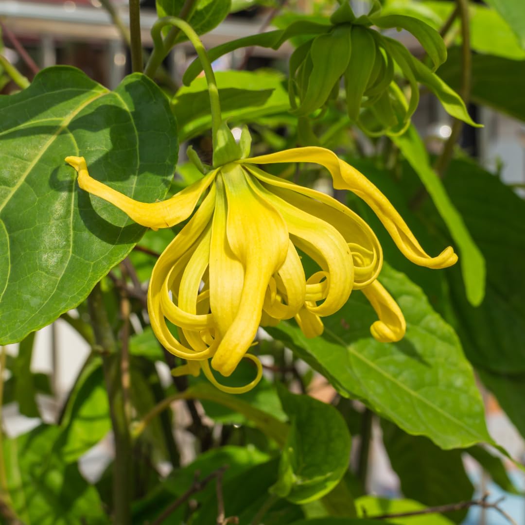 Cananga Odorata blomsterfrø til plantning - 100 stk