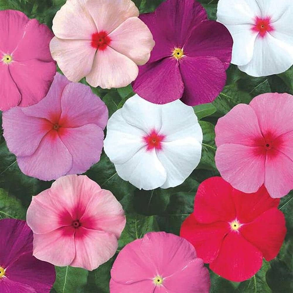 Heirloom Non-GMO Vinca Flower Seeds for Planting – Mixed Colors, Easy-Grow Annual Blooms, Organic Garden Seeds