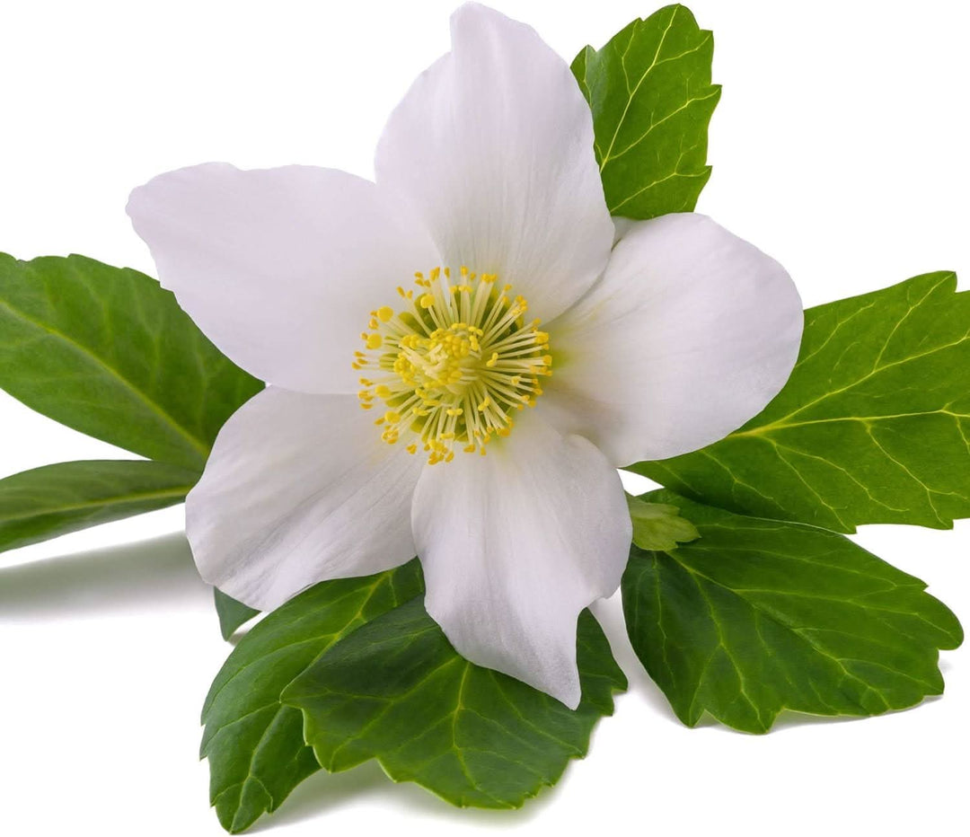 helleborus hybridus flower seeds