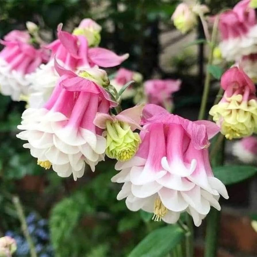 pink pachystachys flower seeds
