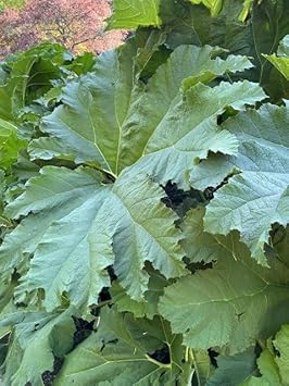 gunnera manicata flower seeds
