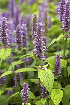 Purple Hyssop Plant Seeds for Aromatic and Medicinal Garden Use