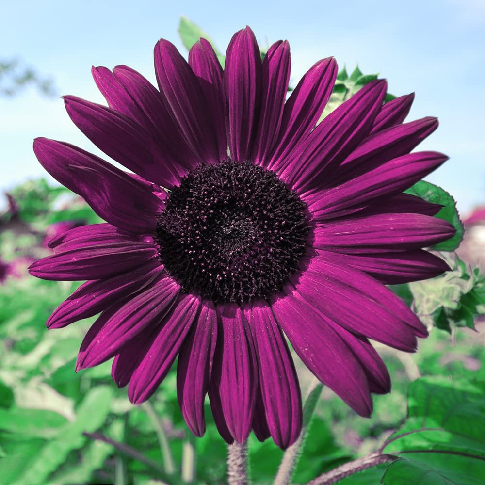 Deep Purple Sunflower Flower Seeds for Planting 100 pcs