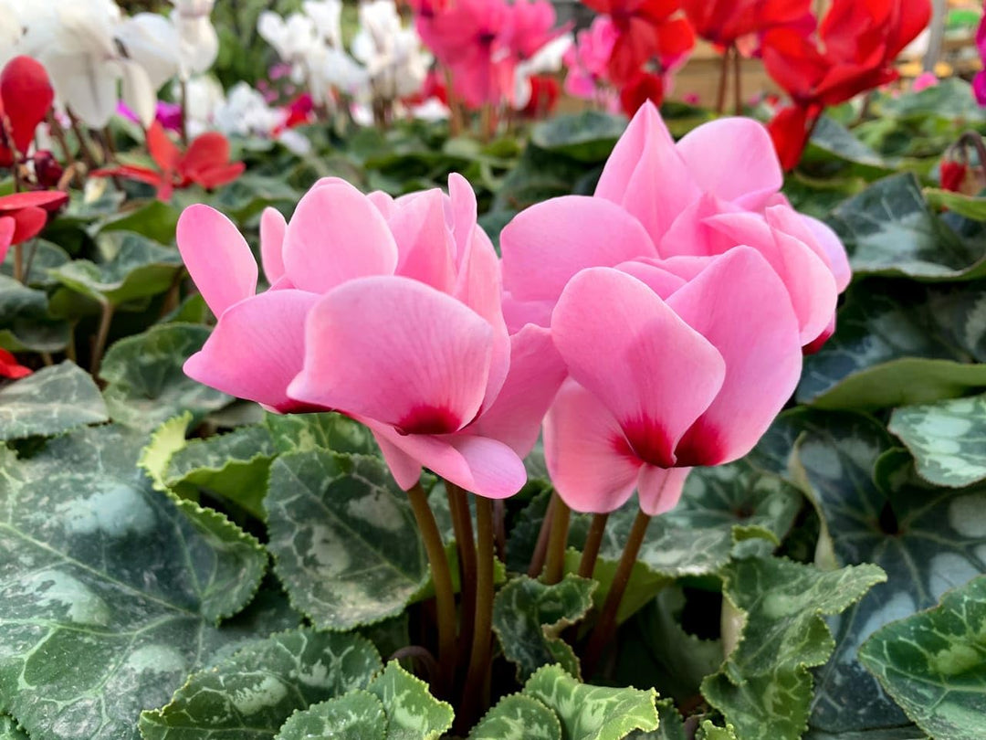 cyclamen cyclamen flower seeds