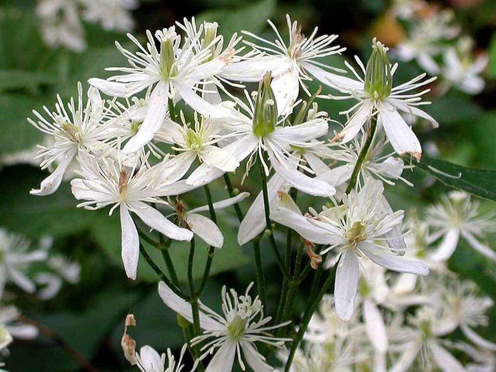 clematis clematis flower seeds