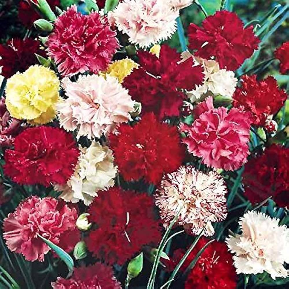 dianthus sonata flower seeds