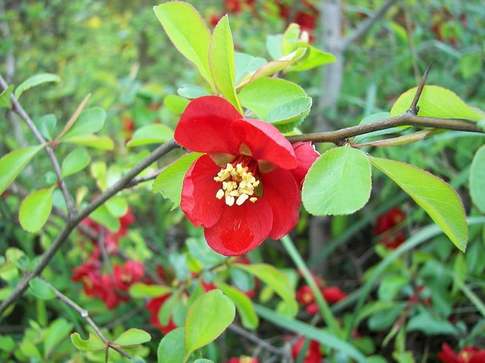 quince chaenomeles flower seeds