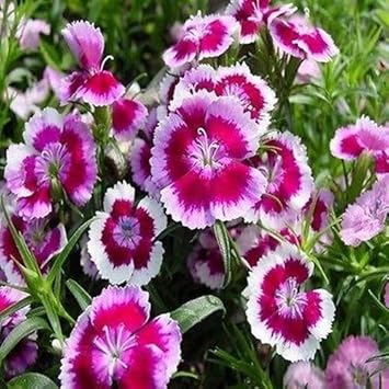 white pink flower seeds