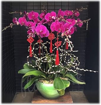 pink butterfly flower seeds