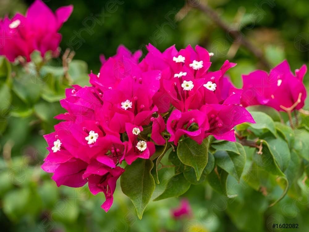 Bougainvillea Flower Seeds for Planting - Soft Pink 100 pcs