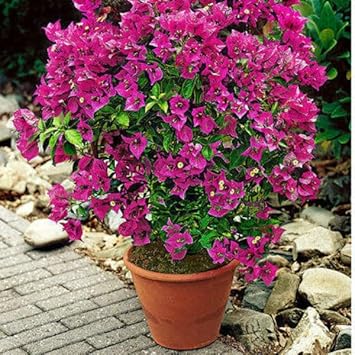 pink heirloom flower seeds