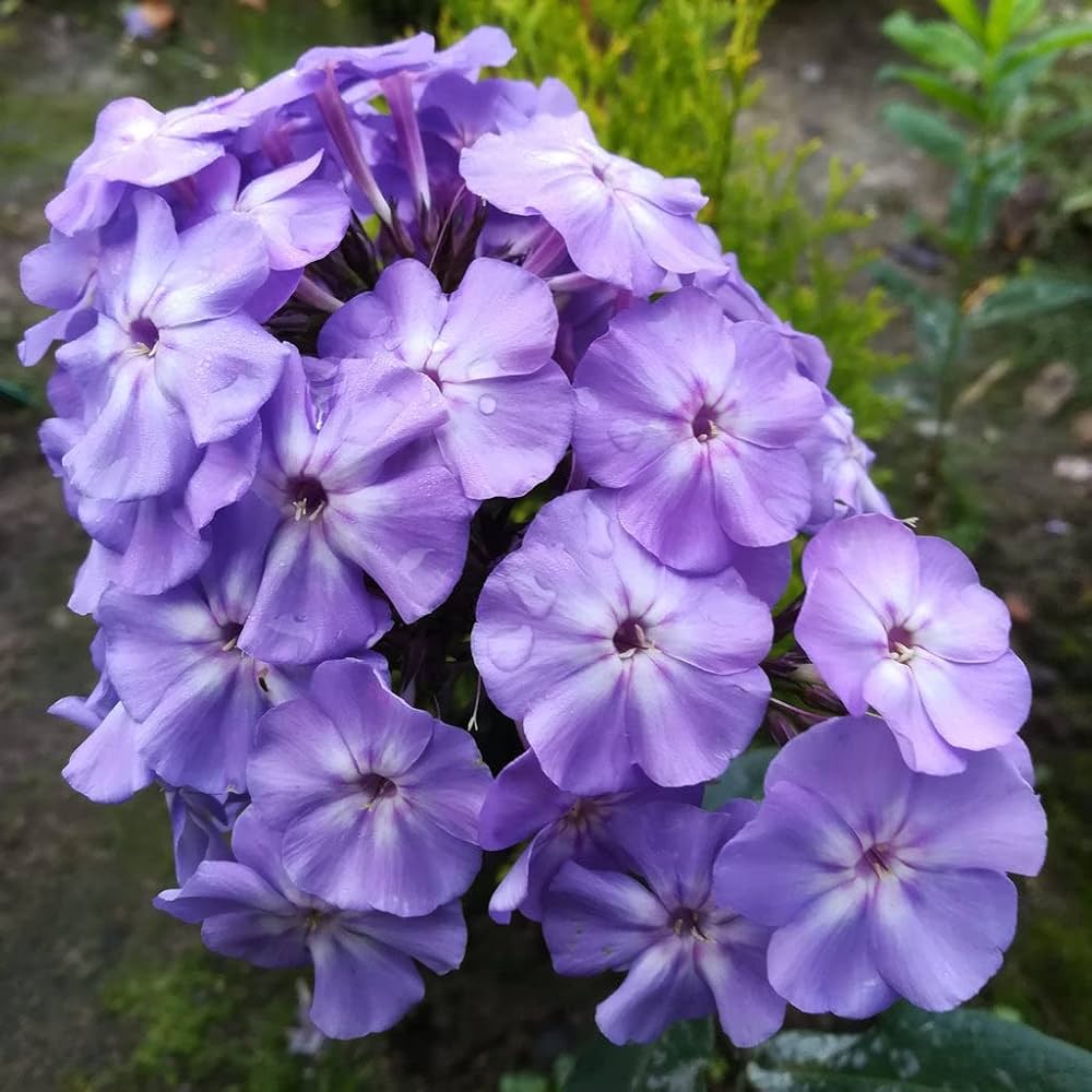 midnight bonbon flower seeds