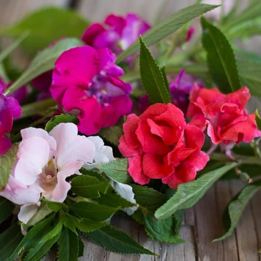 mixed rose flower seeds