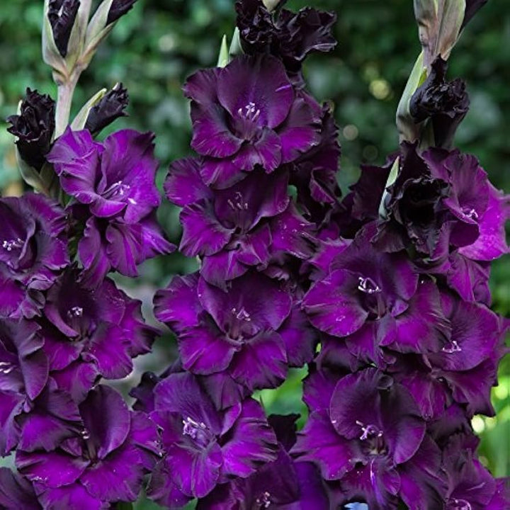 Gladiolus Flower Seeds for Planting Dark Violet White 100 pcs