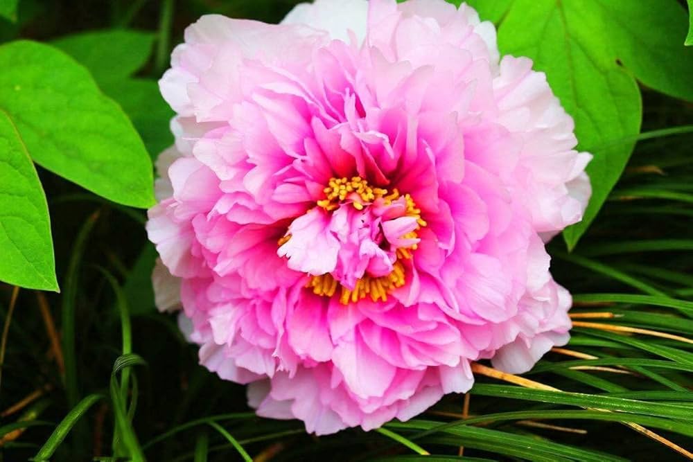peony paeonia flower seeds