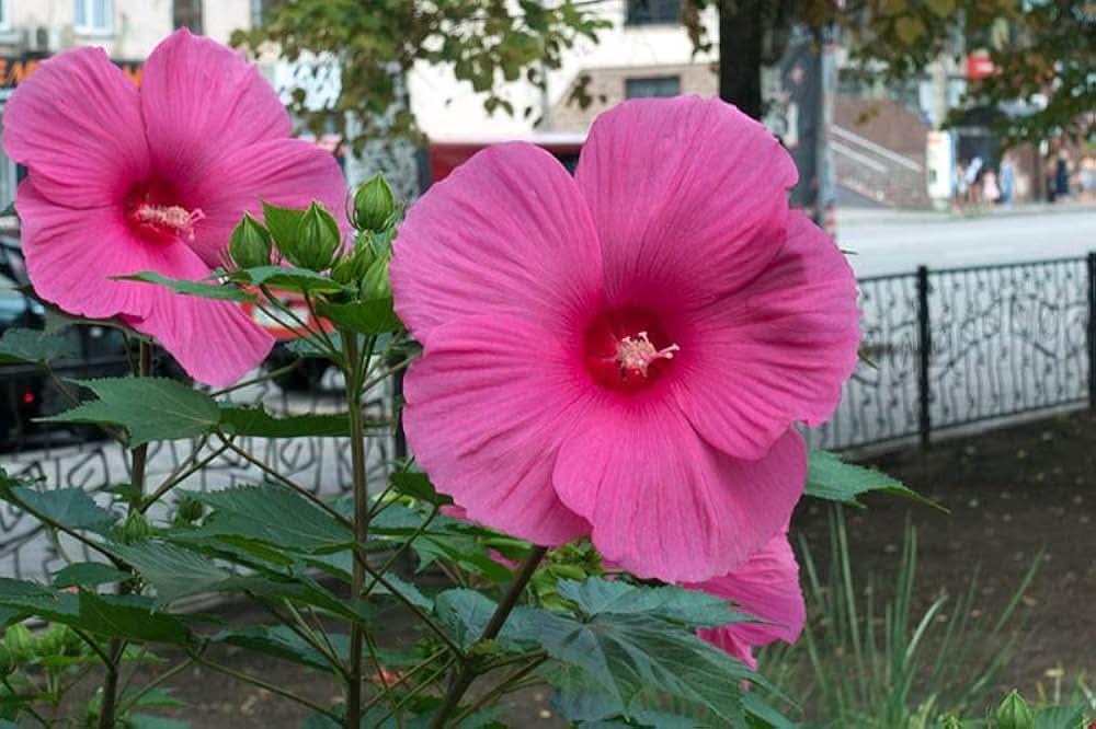 giant hibiscus flower seeds