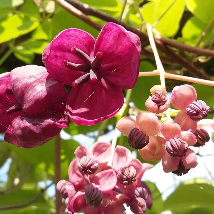 Akebia blomsterfrø til plantning, arvestykke, ikke-GMO, 100 stk.