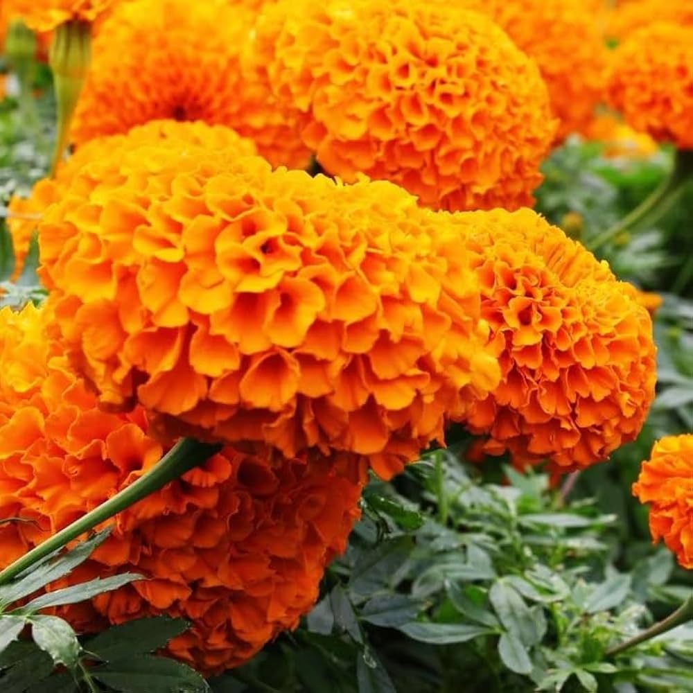 orange garland flower seeds