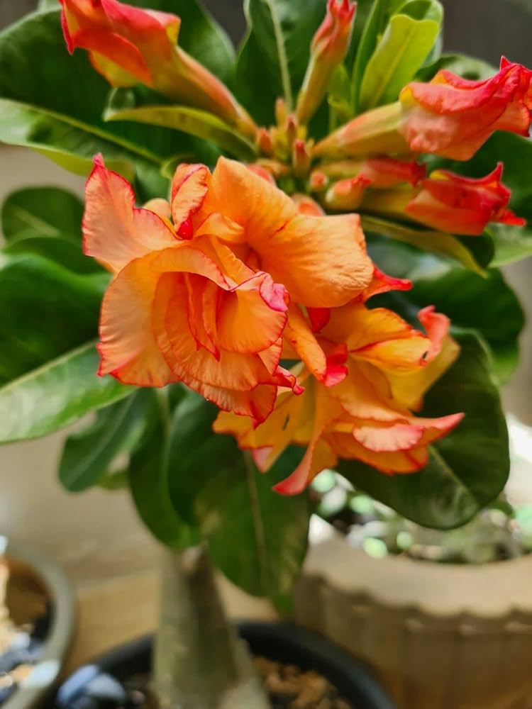 orange adenium flower seeds