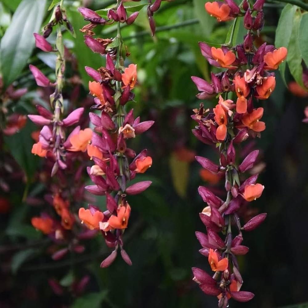 Heirloom Non-GMO Thunbergia Coccinea Flower Seeds for Planting – Tropical Climbing Garden Blooms