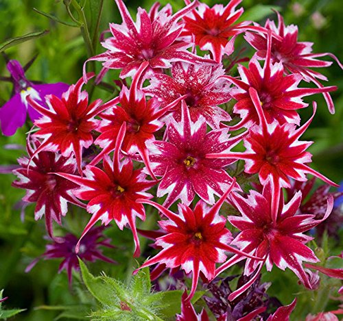 Heirloom Non-GMO Twinkle Star Flower Seeds for Planting – Dainty Star-Shaped Garden Blooms, High Germination