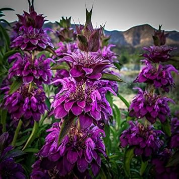 Flower Seeds, Seeds for Planting, Plant Seeds
