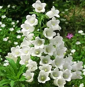 white white flower seeds
