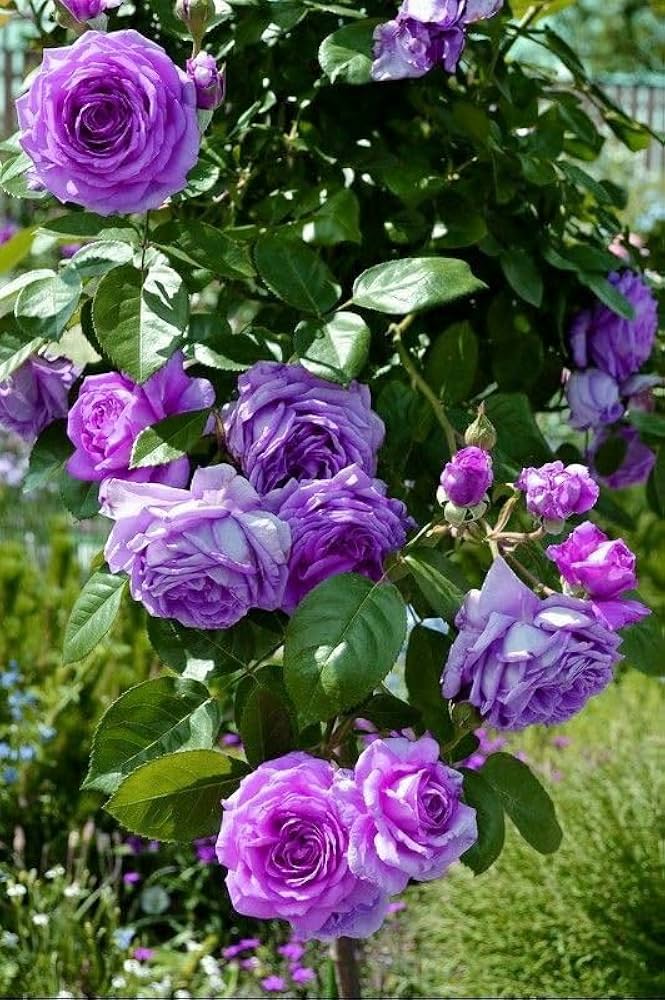 Violet Rose Flower Seeds for Planting – Heirloom, Non-GMO, High Germination Organic Garden Seeds