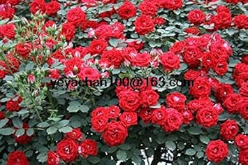 Flower Seeds, Seeds for Planting, Plant Seeds