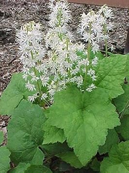 white tiarella flower seeds