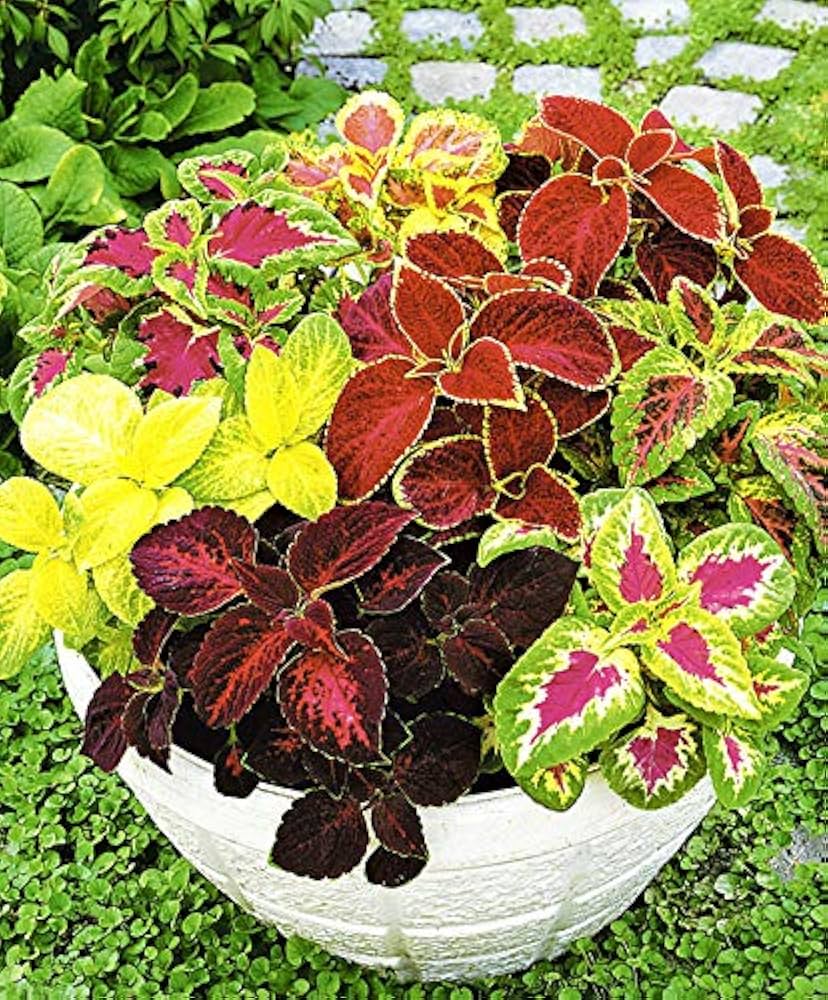 begonia begonia flower seeds