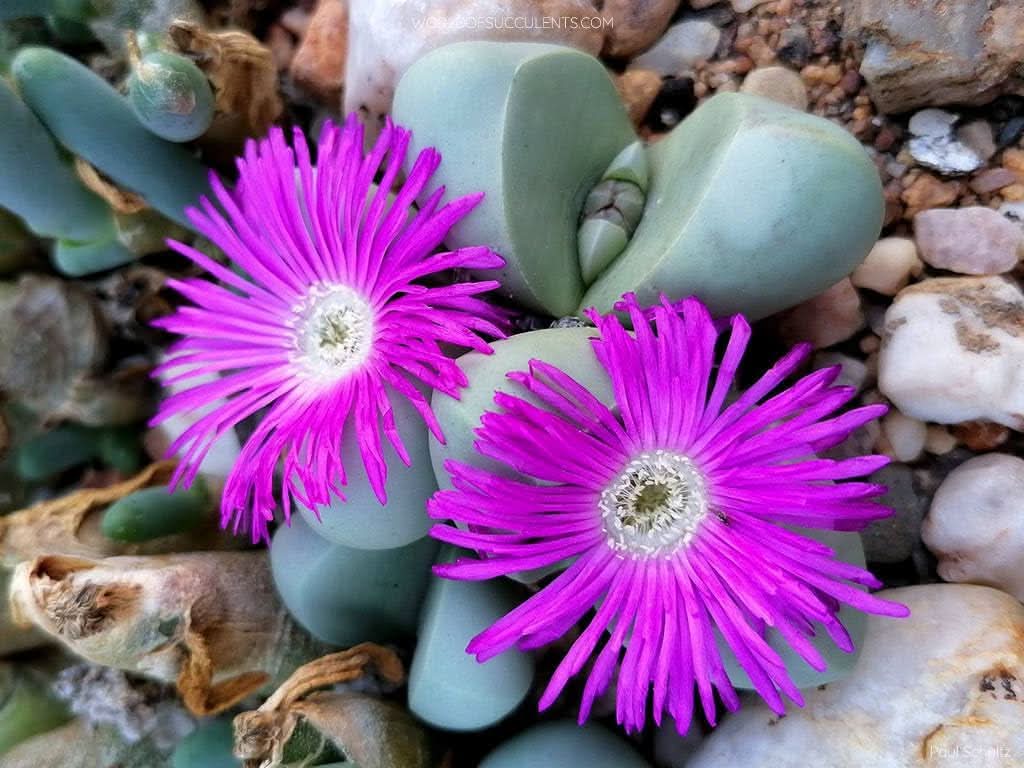 heirloom non flower seeds