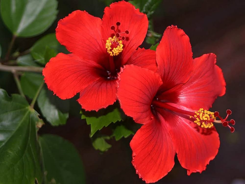 Hibiscus blomsterfrø til udplantning, friske, 100 stk