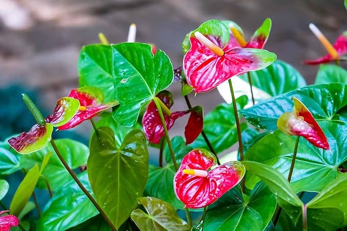 Green Red Anthurium Flower Seeds for Planting -Heirloom and Non-GMO garden seeds