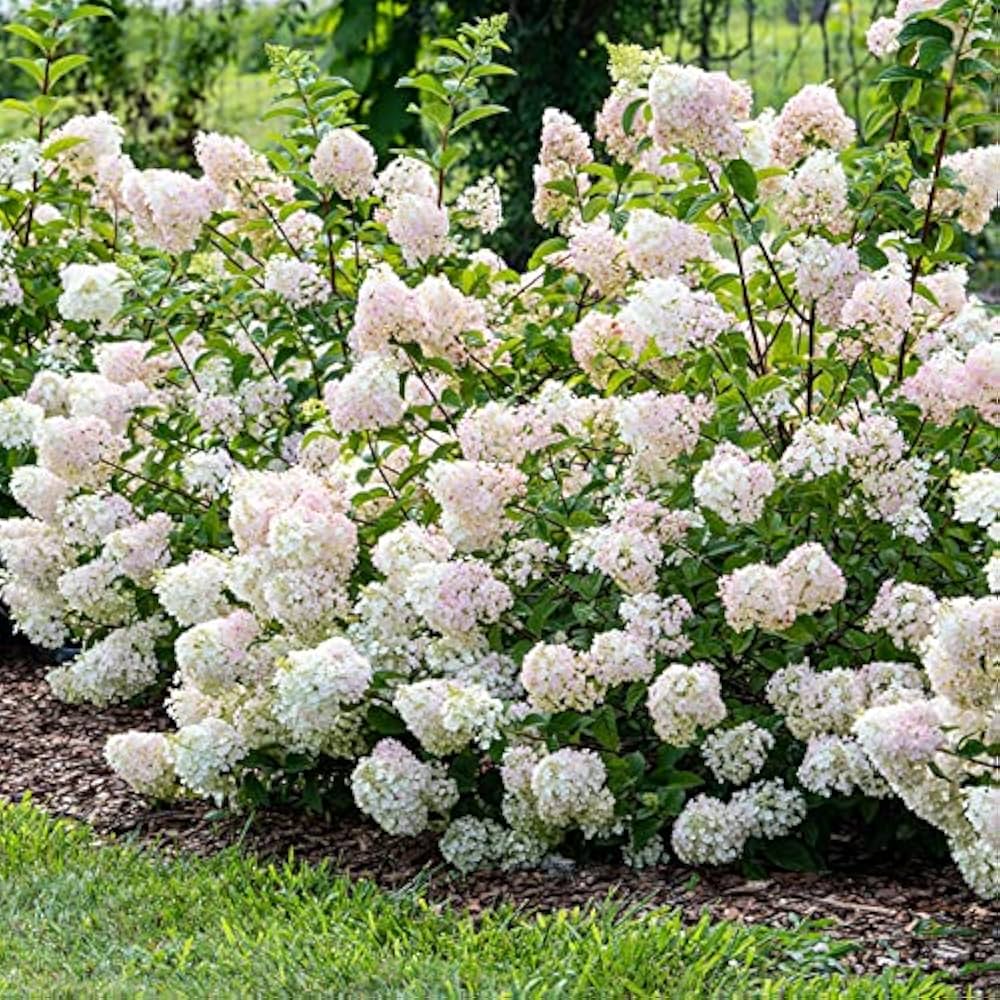 white hydrangea flower seeds